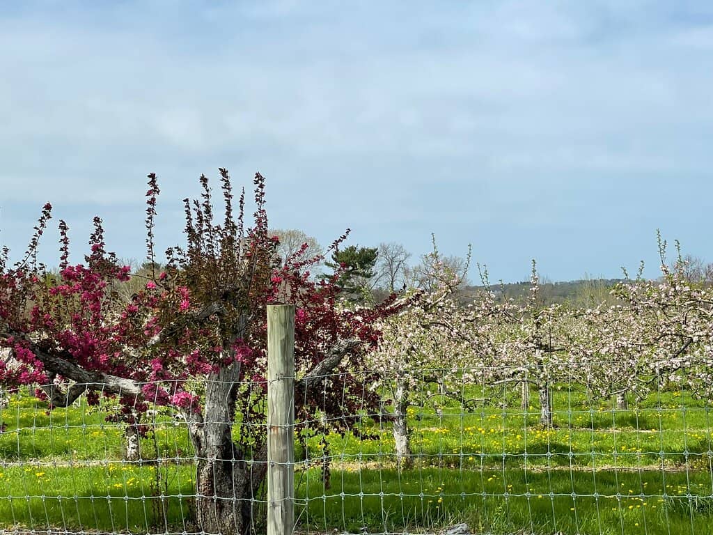 Farm Market & Treats