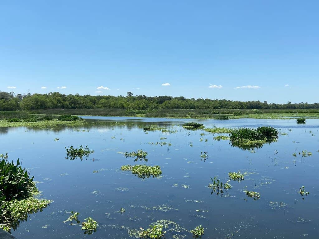 Alligator Encounters