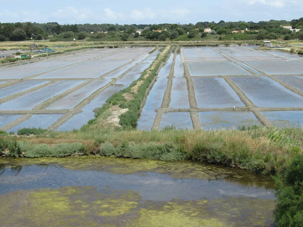 Salt Marsh Landscapes