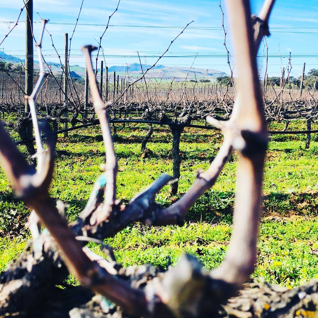 Vineyard Tour