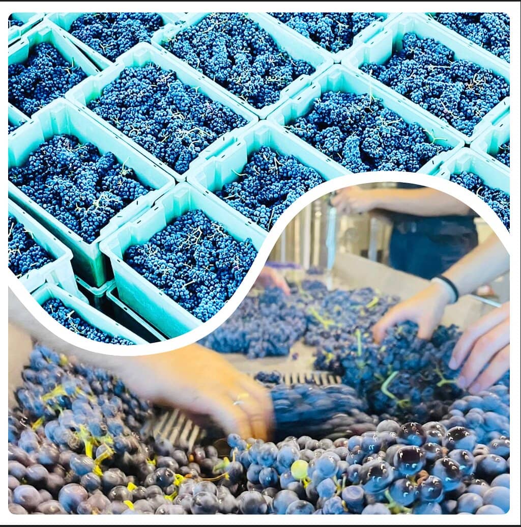 Wine Tasting Experience