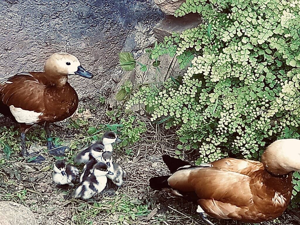 Free-Roaming Peacock
