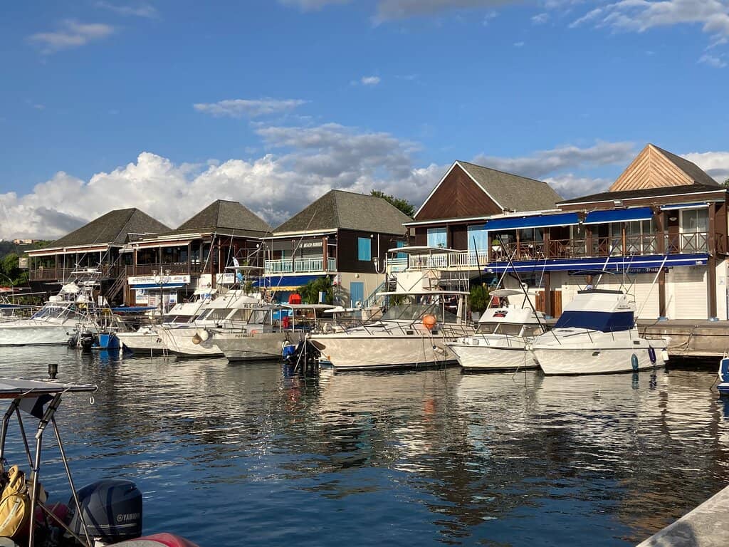 Whale & Dolphin Watching Tours