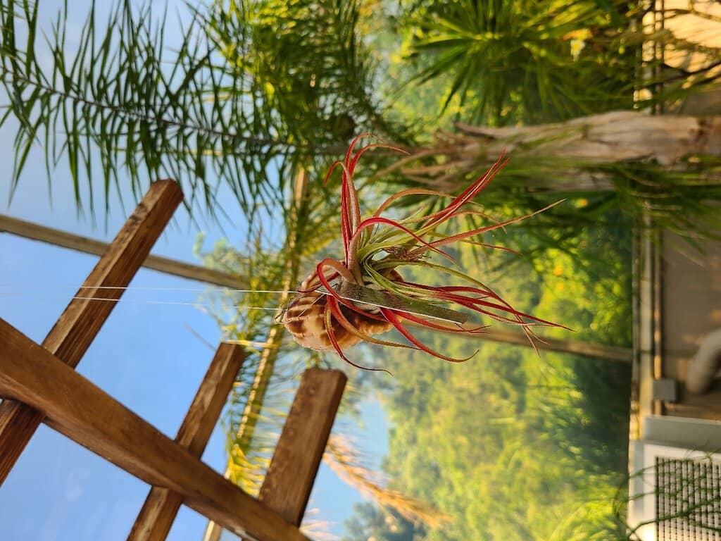 Tropical Greenhouses