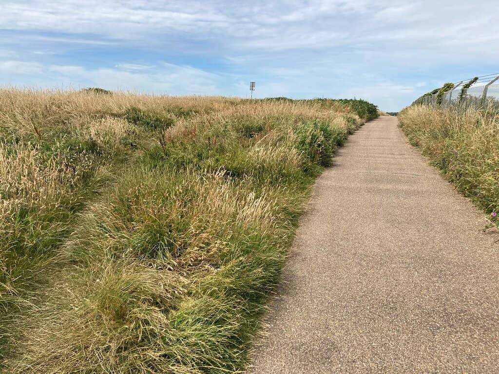 Dog-Friendly Freedom