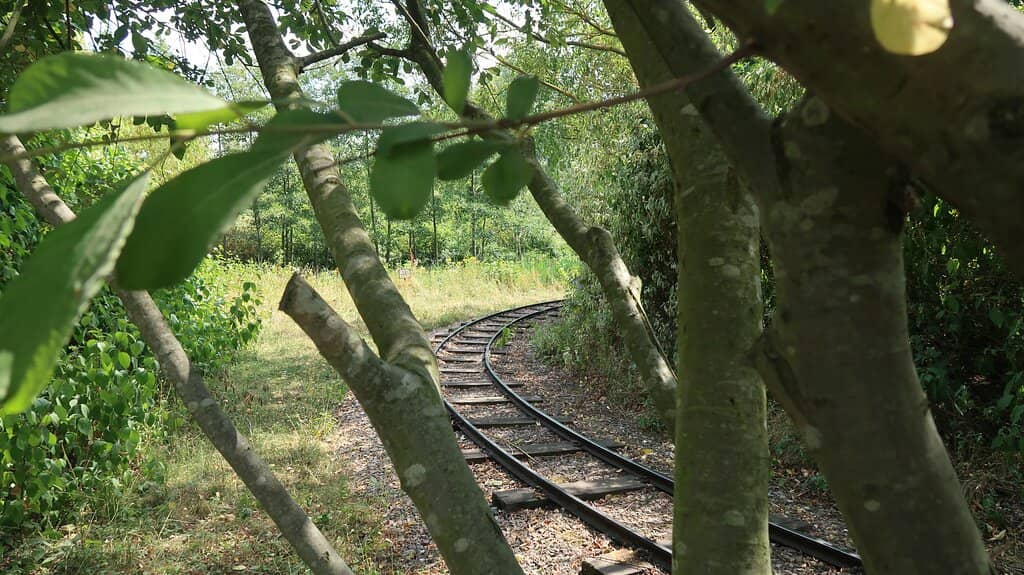 Conkers Express Train