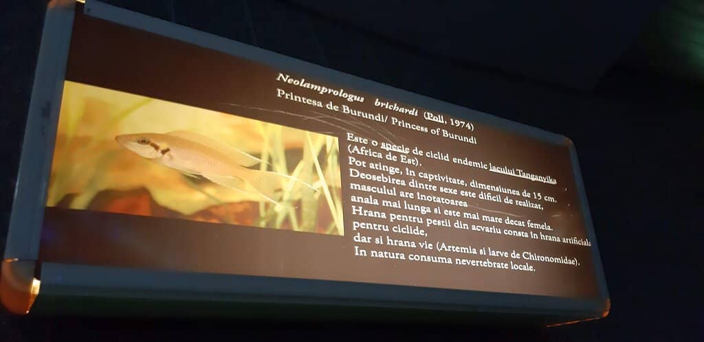 Student Discount Value