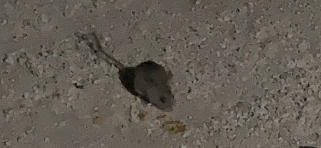 Kayaking the Coral Gardens