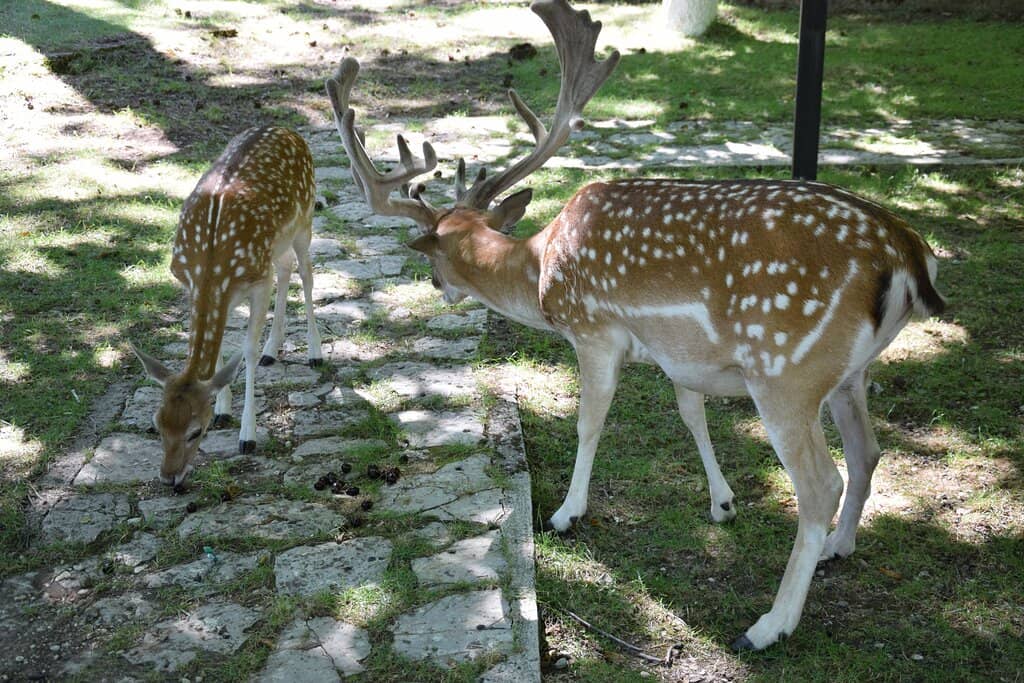Paragliding Adventures