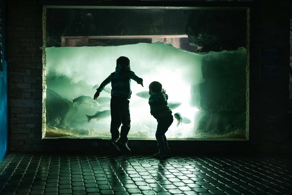 Large Ray & Shark Tank