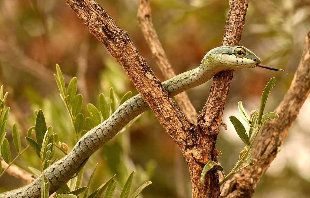 Expert-Led Presentations