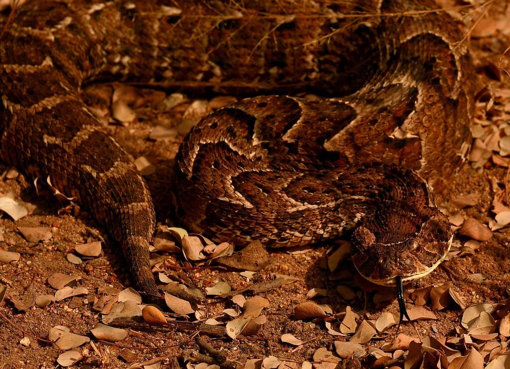 Giant Iguana Encounter