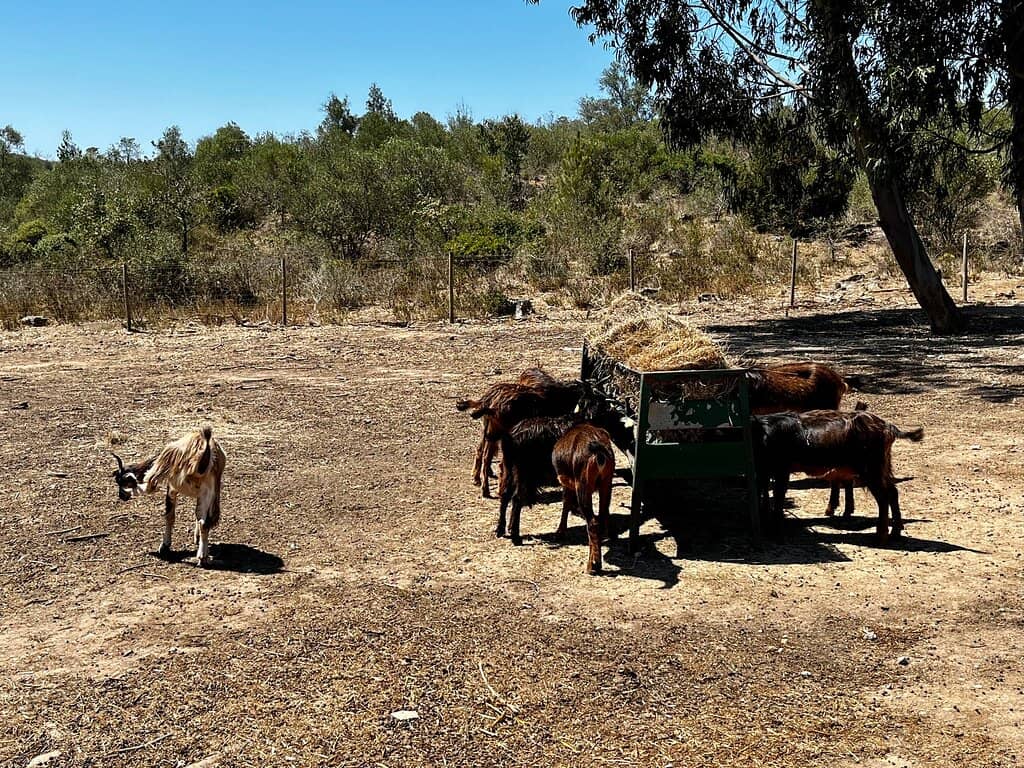 Torre de Vigia (Lookout Tower)