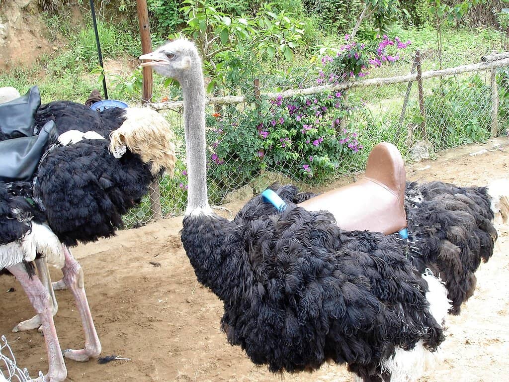 Prenn Tea Resort Setting