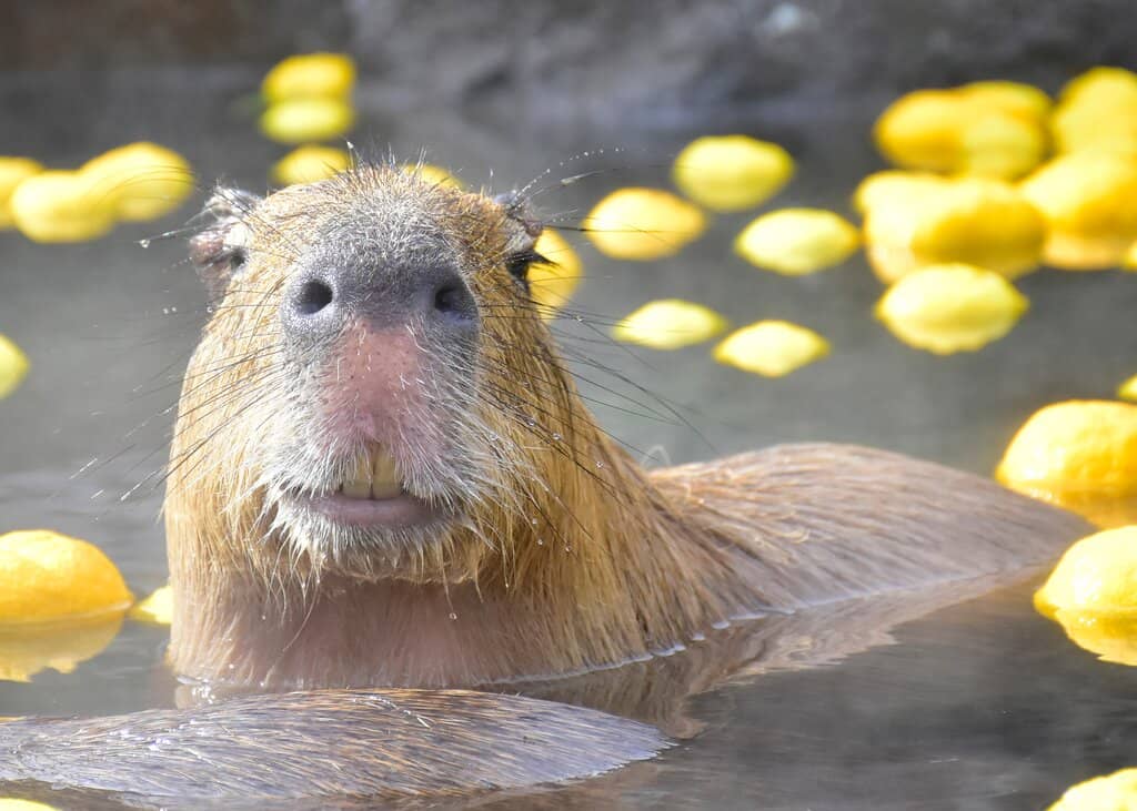 Capybara Onsen
