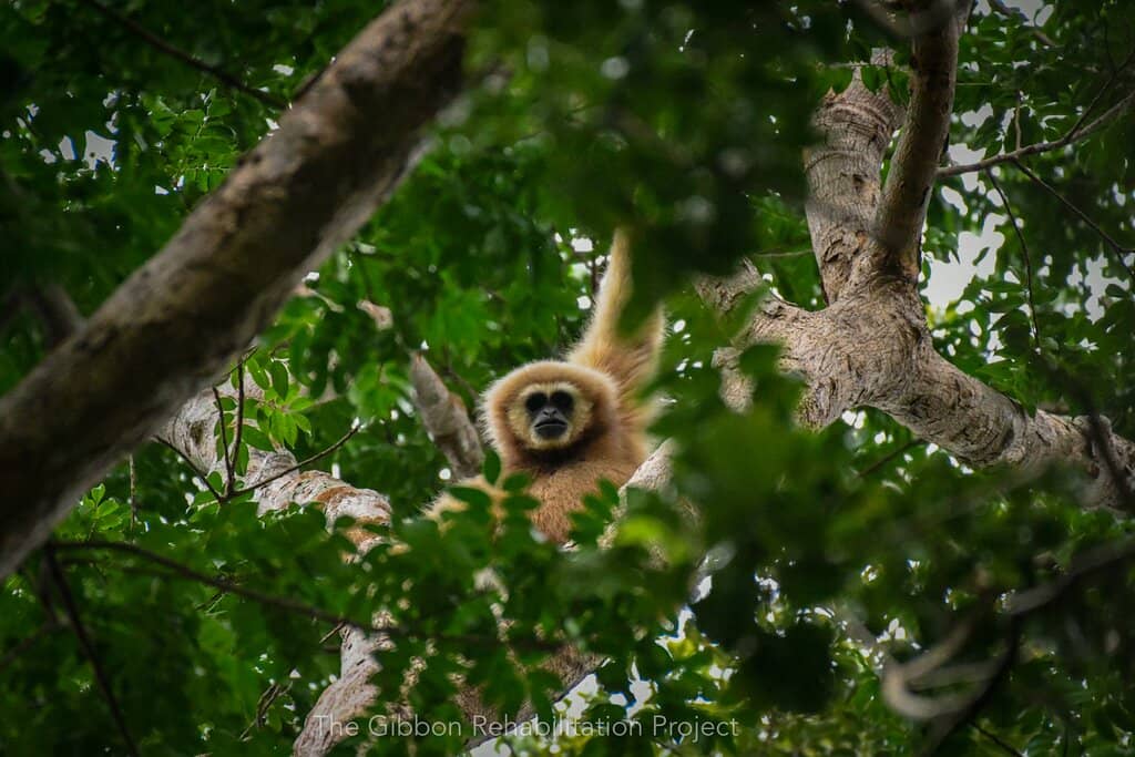 Gibbon Rehabilitation Center