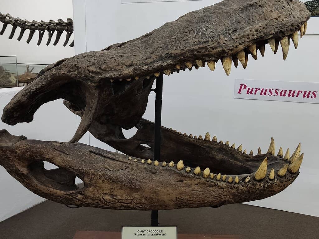 Pedagogical Collections