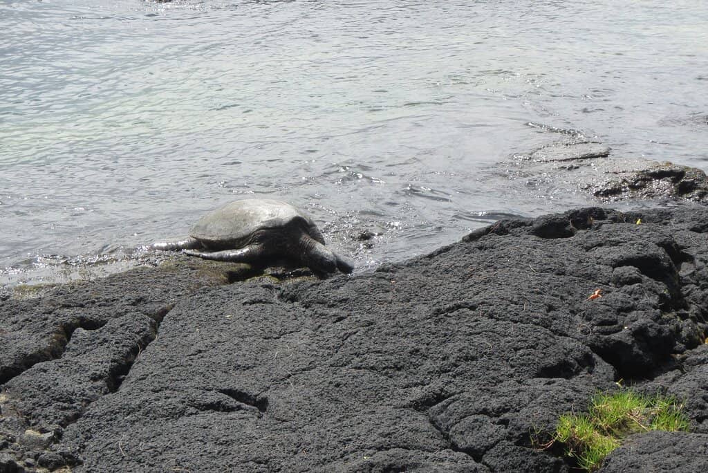 Tide Pool Exploration