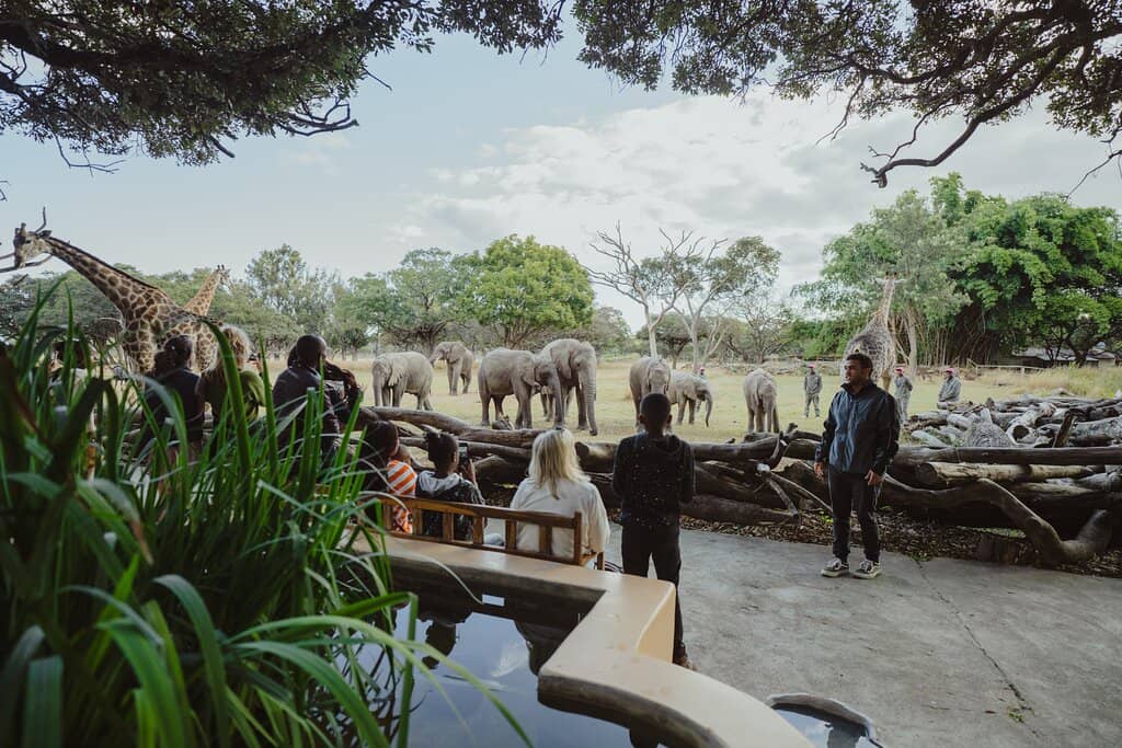 Giraffe Feeding Encounter