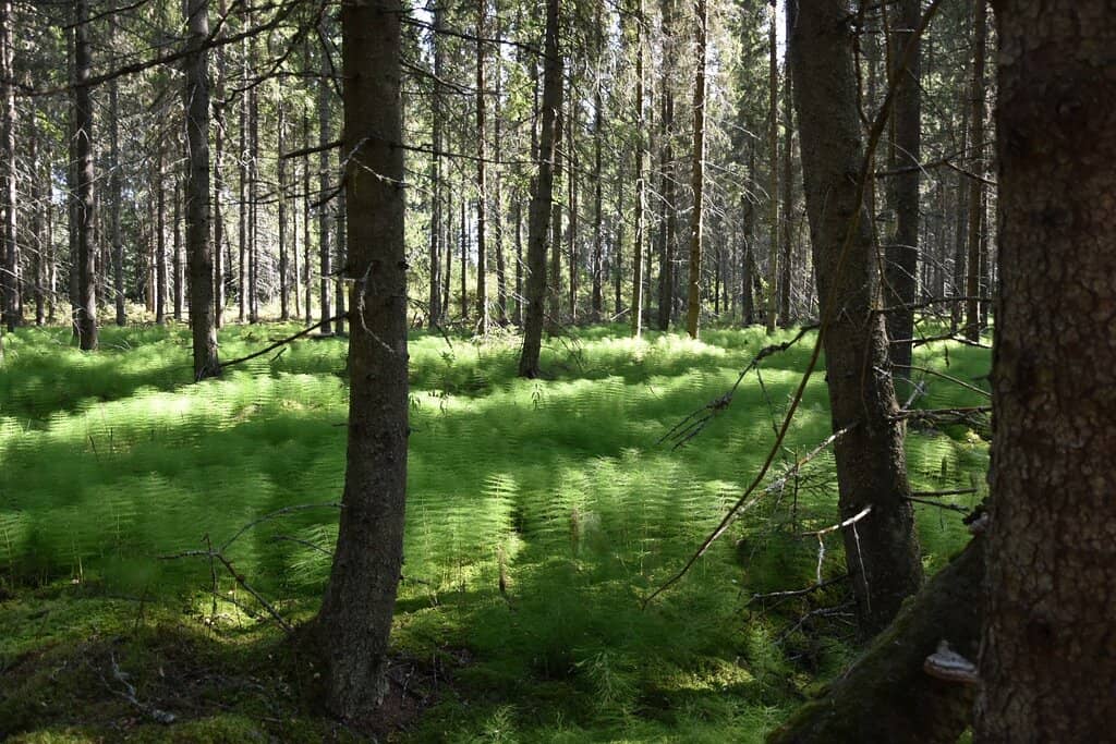 Birch Tar Production Site