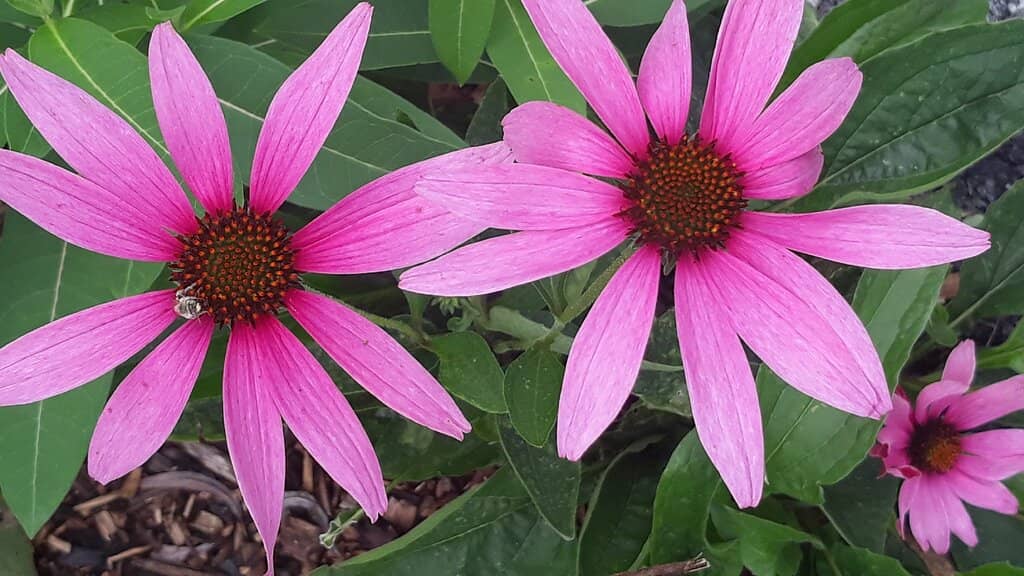 Cayuga Lake Waterfront