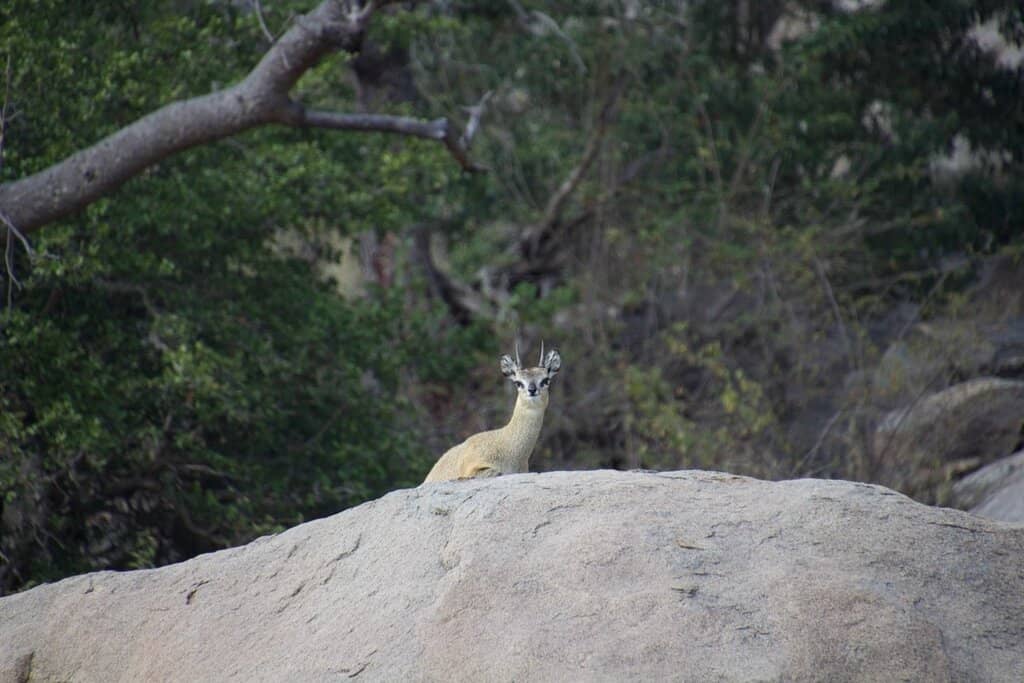 Panoramic Hilltop Views