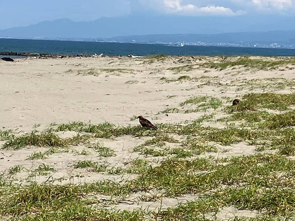 Calm and Safe Swimming