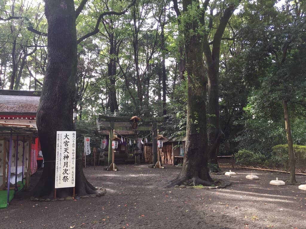 Cherry Blossom Season