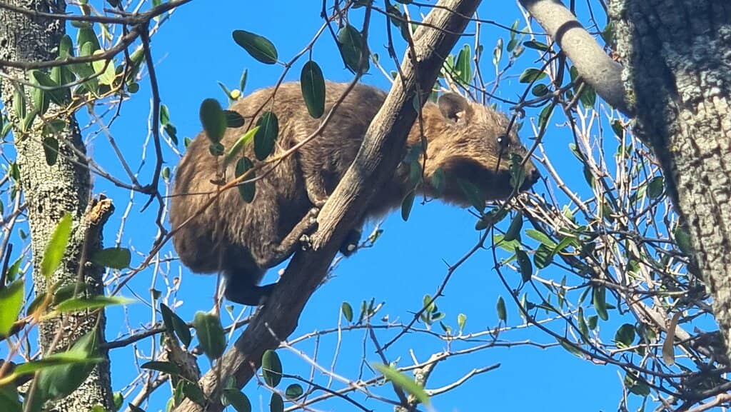 Ancient Temple Ruins