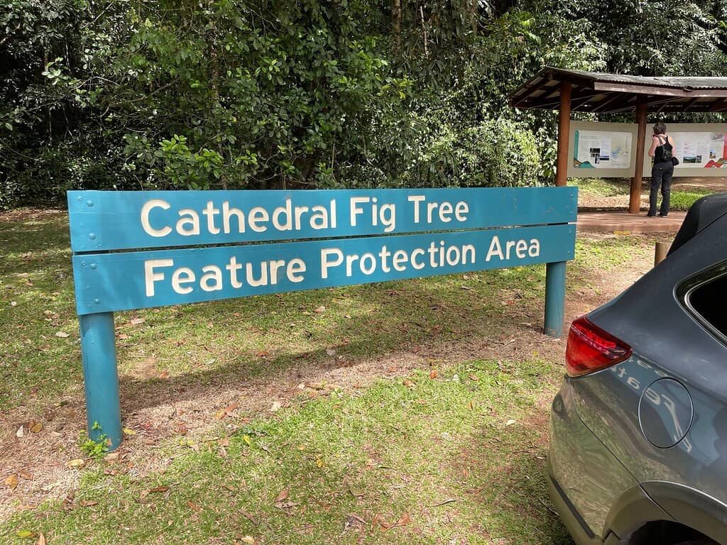 Intricate Root System