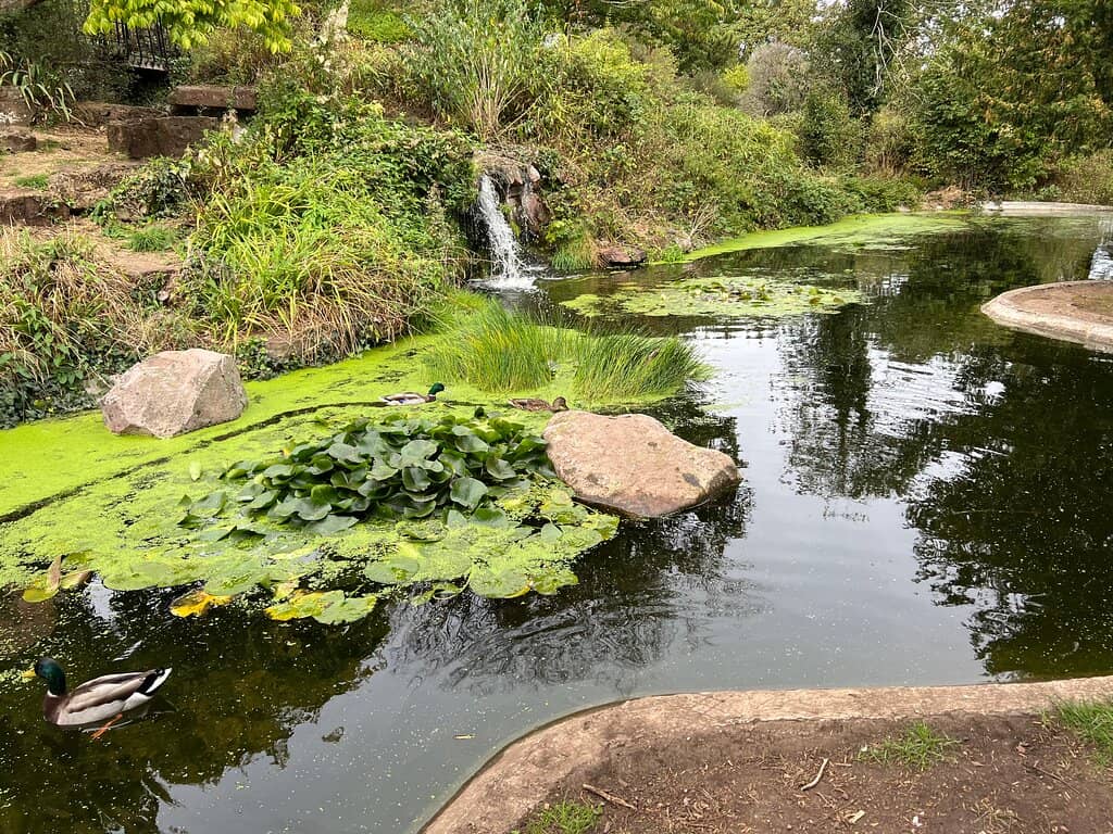 Spring Cherry Blossoms