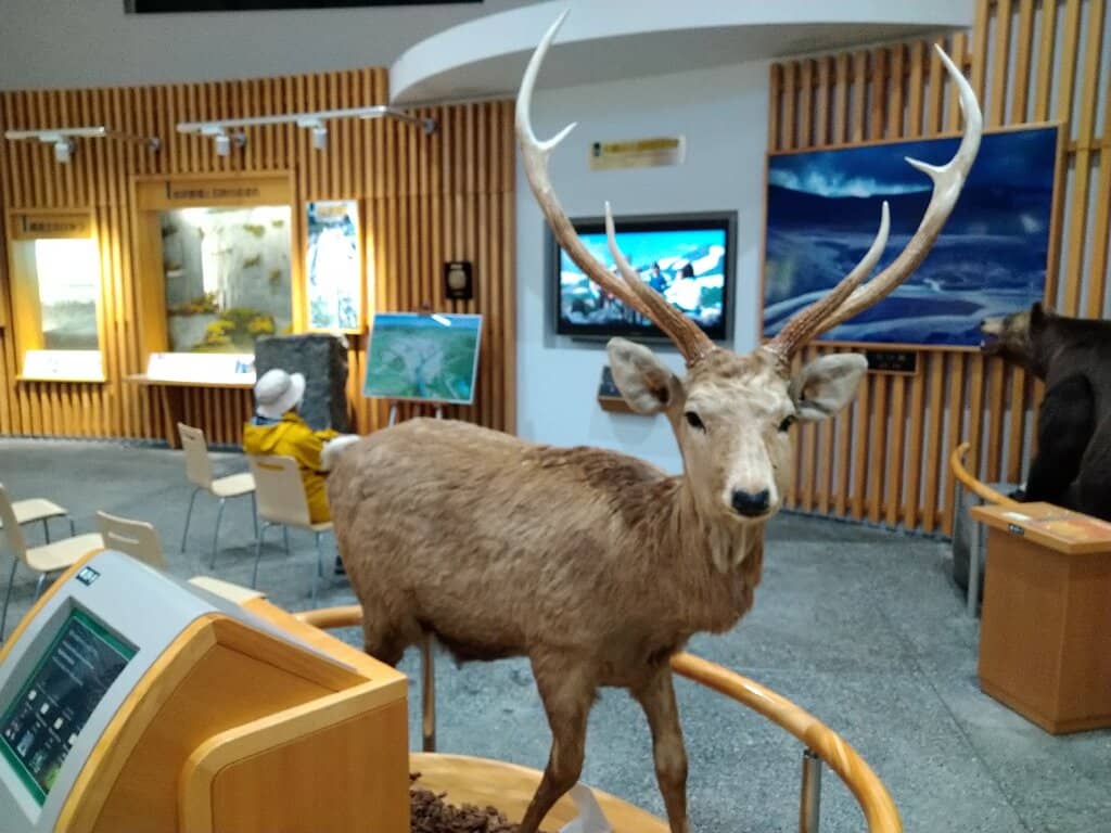 Life-Size Wildlife Displays