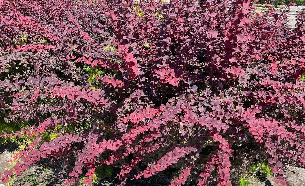 Riverside Breakfast with Turtles