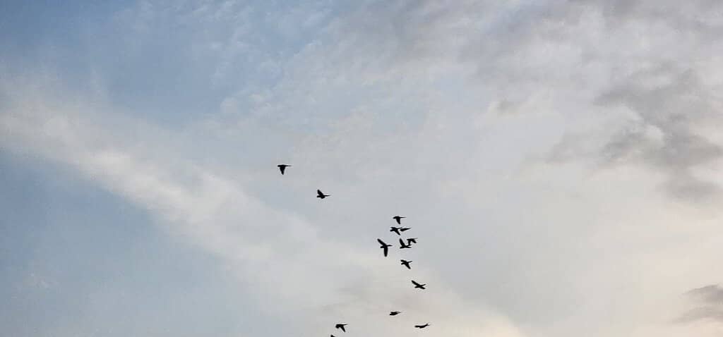 Diverse Food & Drink Options