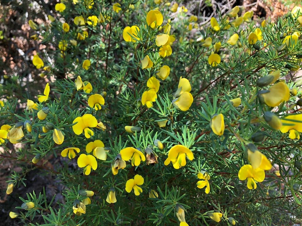 Perpendicular Point Lookout