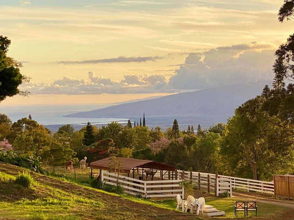 Meet the Alpacas