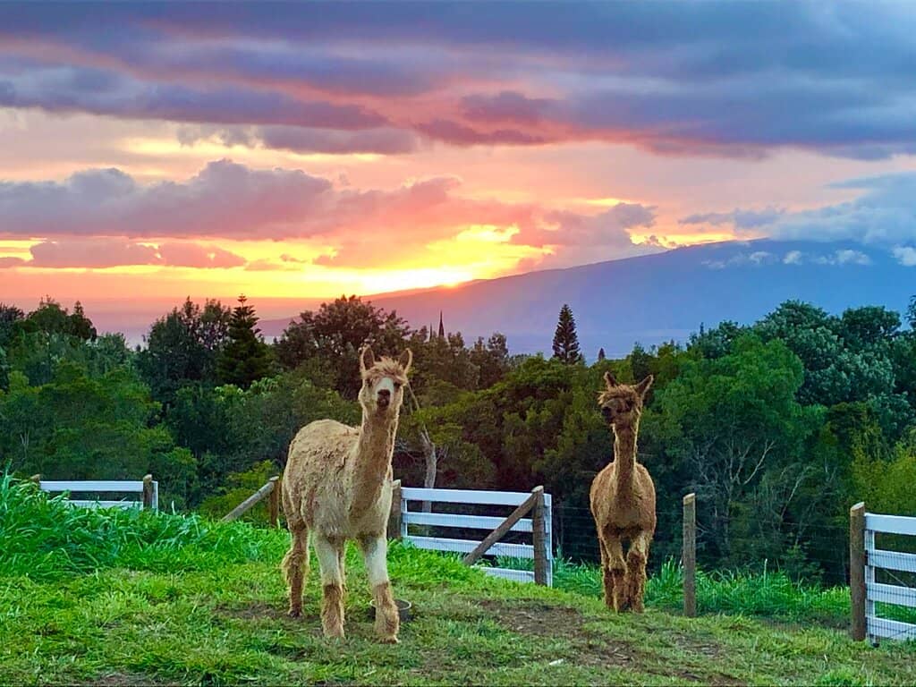Farm Tour & Fiber Insights
