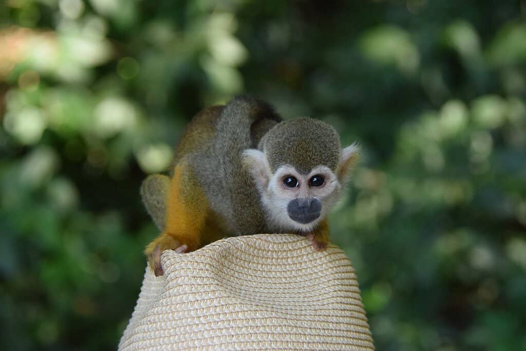 Island Beach & Swimming
