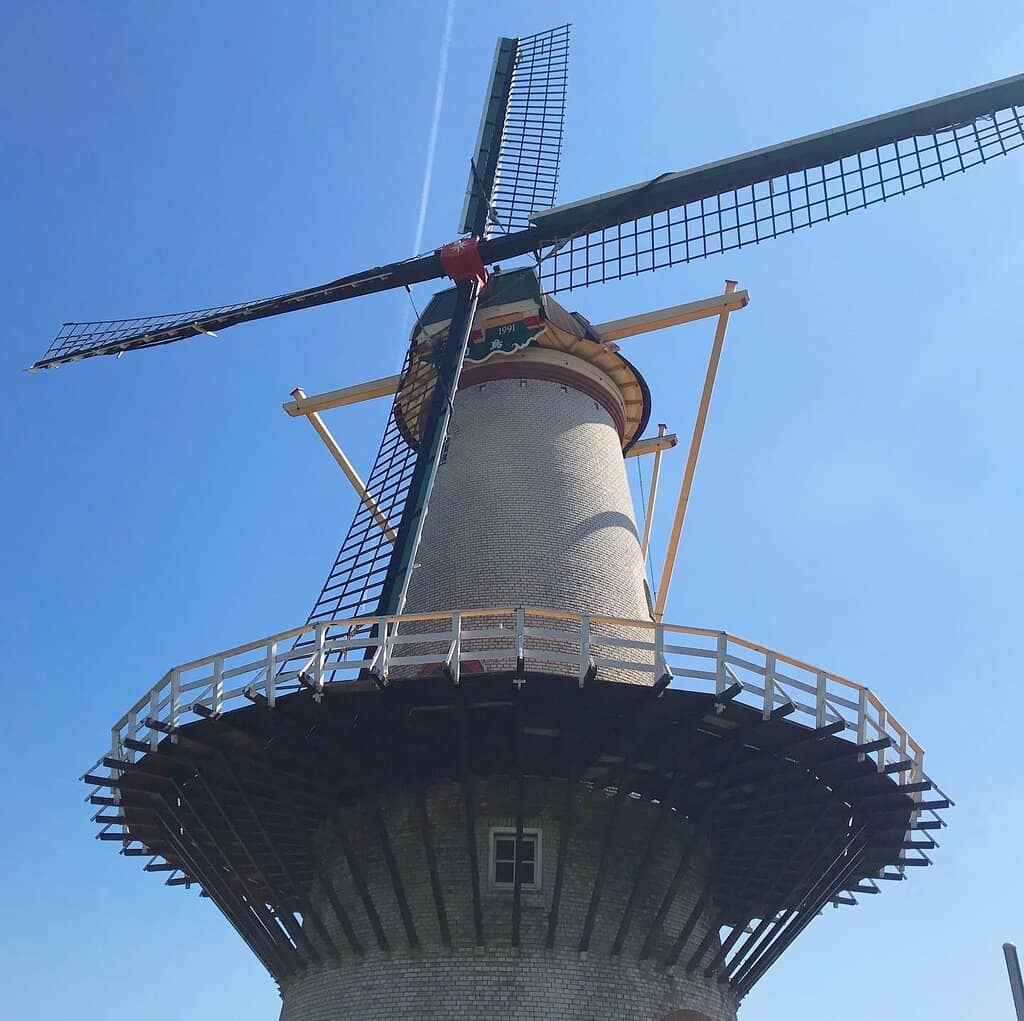 Cherry Blossom Spectacle