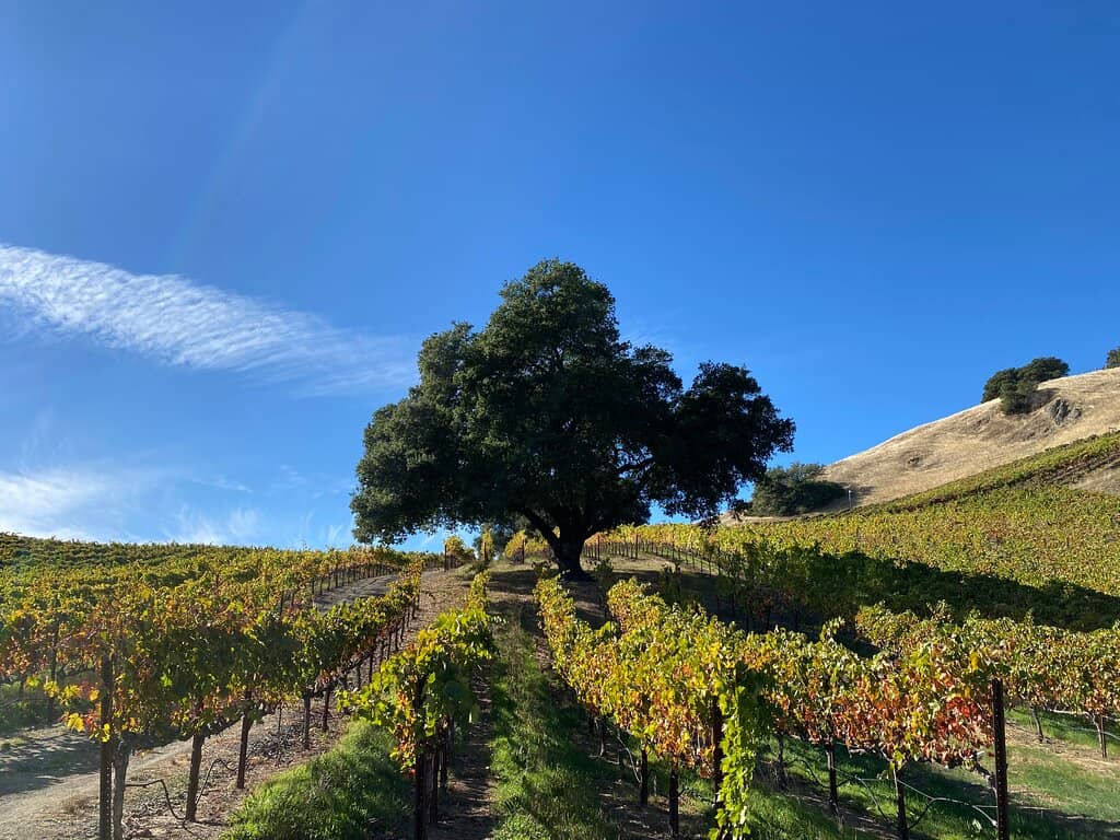 Dry Creek Valley Heritage