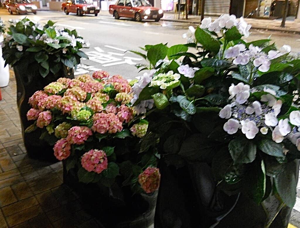 Luxury Brand Flagships