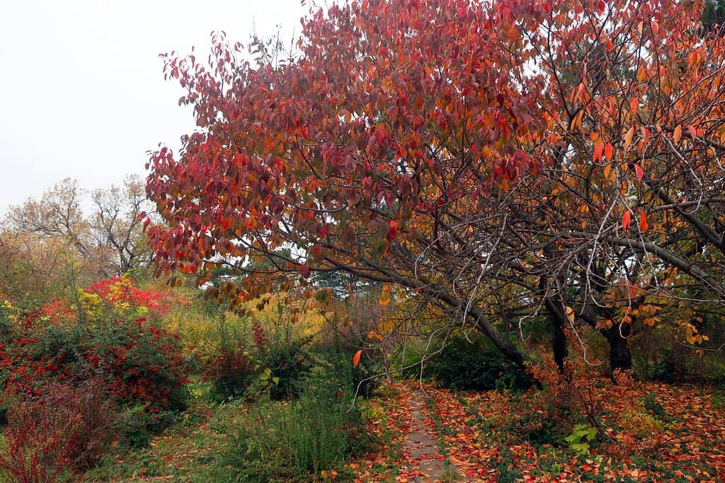 Springtime Floral Displays