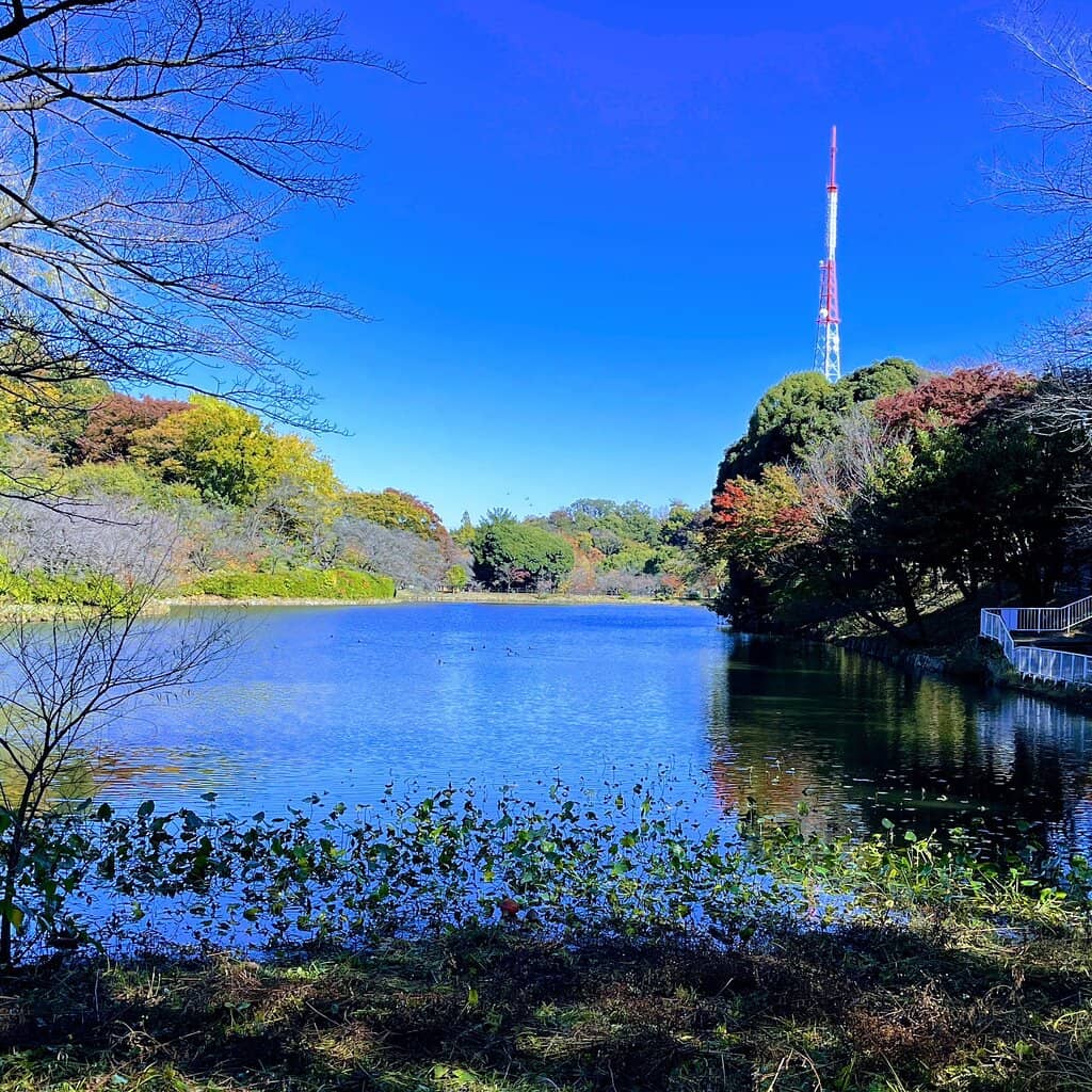Early Cherry Blossoms