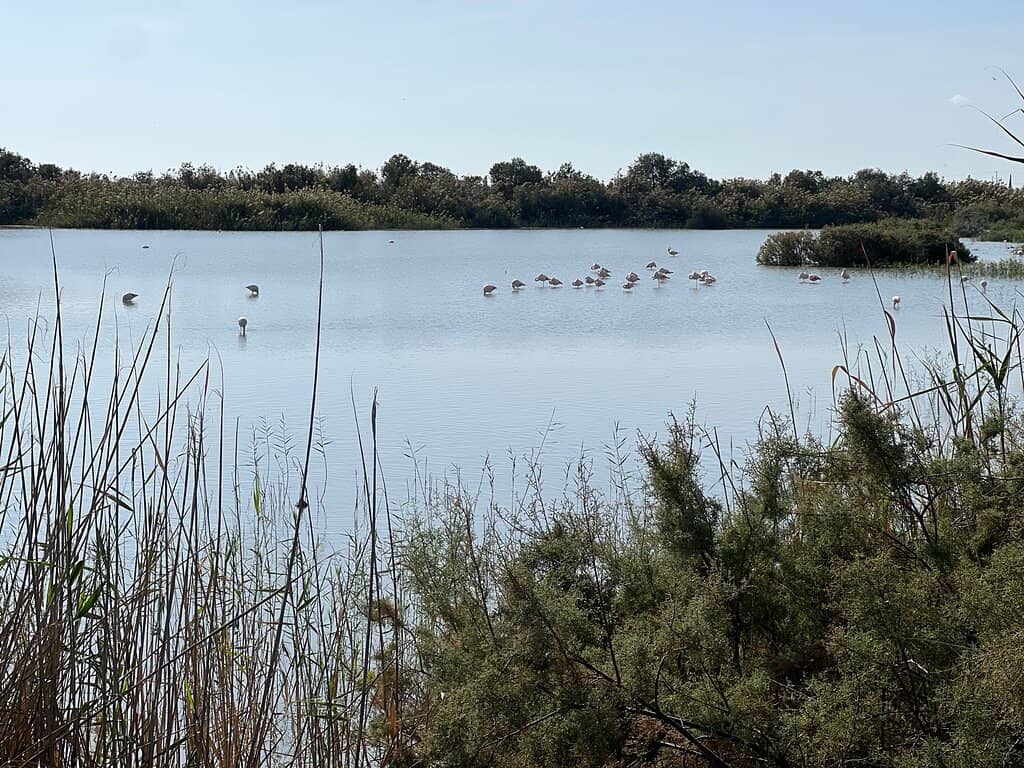Spur-winged Lapwing Sanctuary