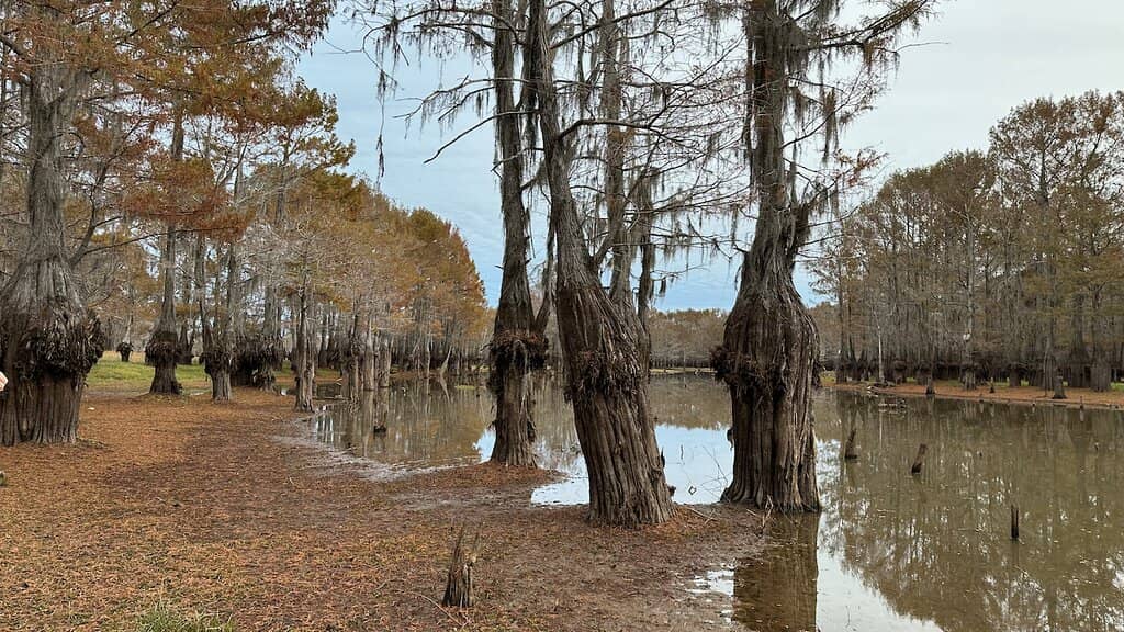 Abundant Hardwood Forest