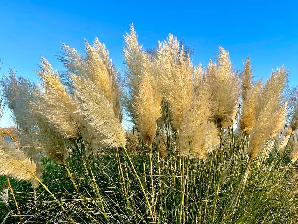 David Welch Winter Gardens