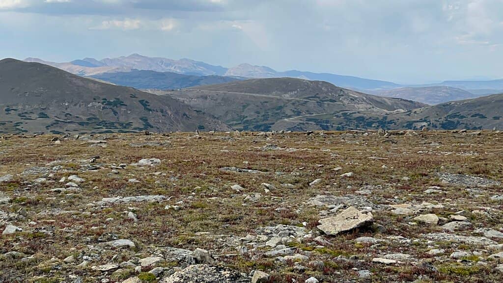 Alpine Tundra Wildflowers