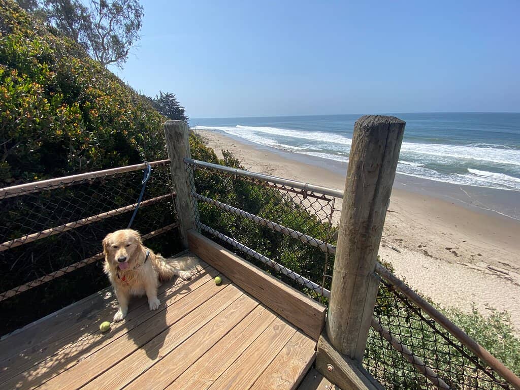 Seal & Dolphin Sightings