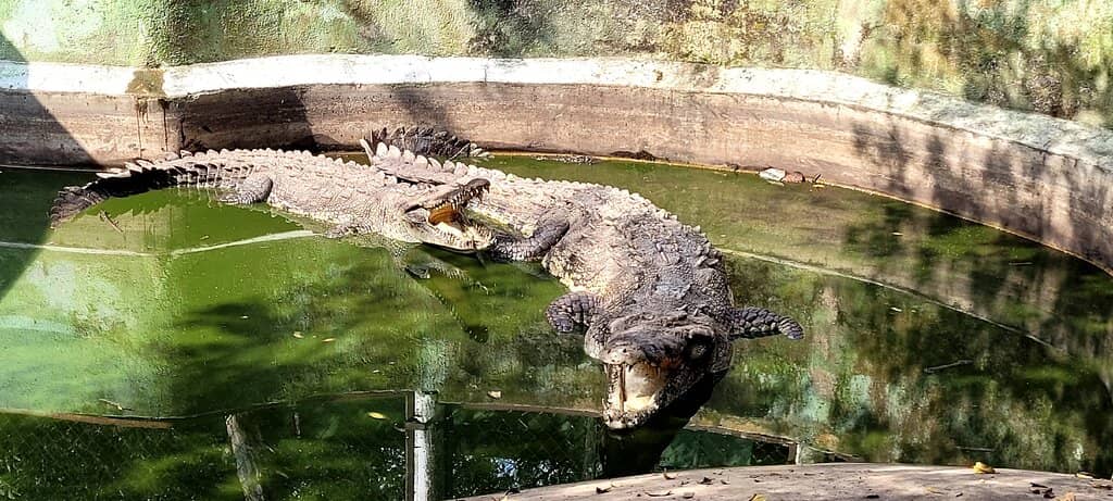 Mangrove Ecosystem Tour