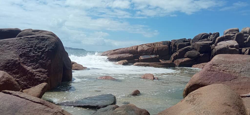 The Scenic Forest Trail